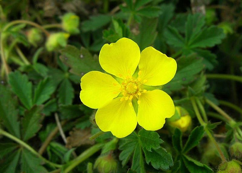 Fiori di primavera